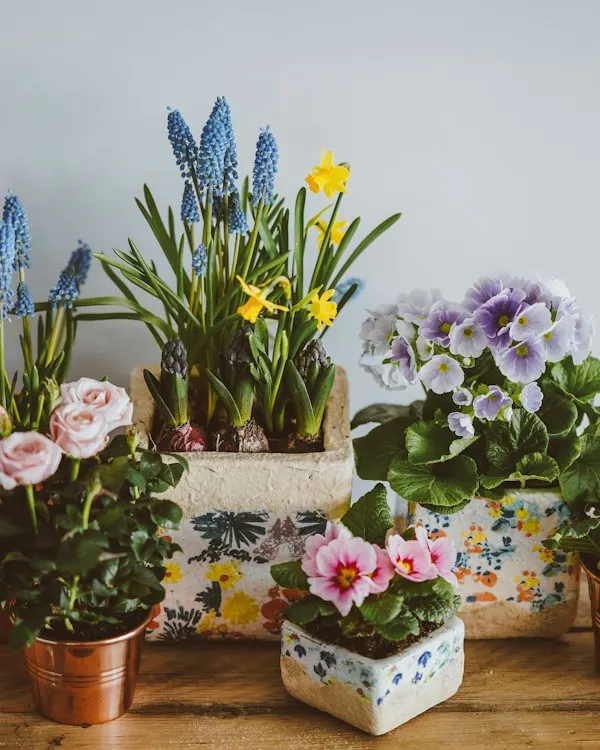Spring bulbs flowering in small pots