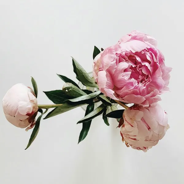 Three pink peonies on white