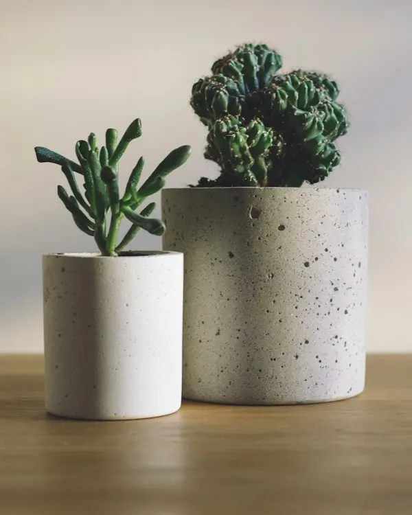 Two small succulents in speckled concrete pots