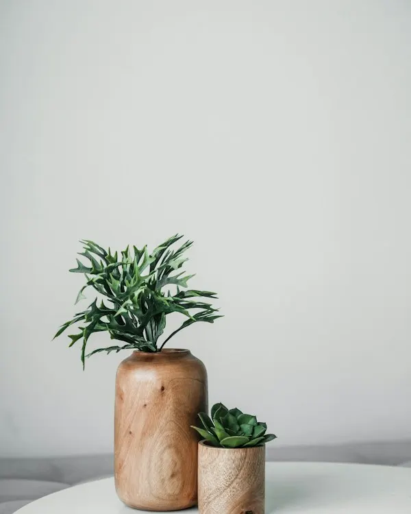 A leafy green plant in a terracotta pot